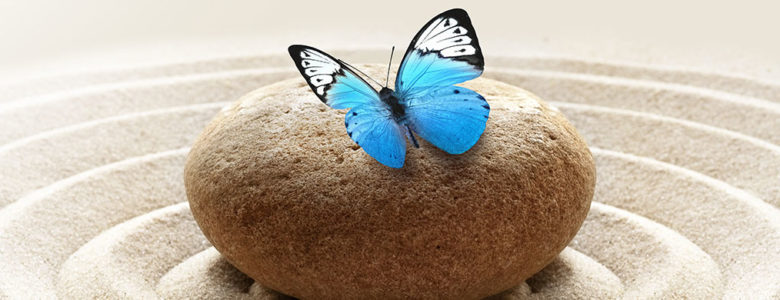 blue butterfly on rock in zen garden