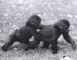 twin gorillas