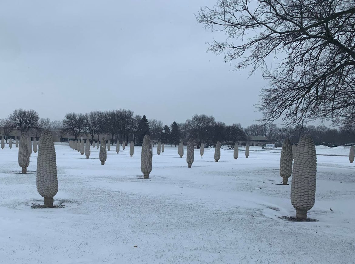 Field of Corn with Osage organges in Dublin, Ohio, with snowy background.