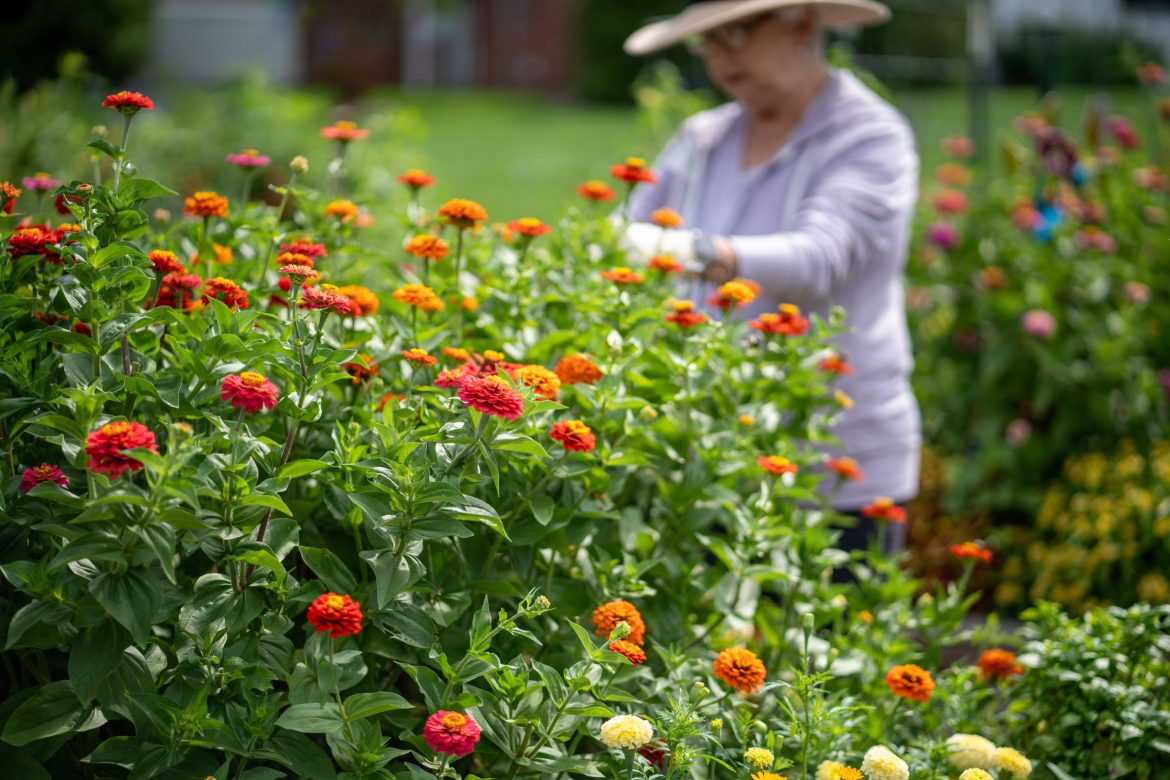 A Friendship Village of Dublin Resident works tends flowers in the raised-bed gardens.